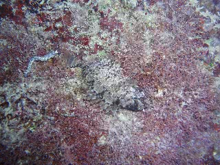 「アイゴ」のサムネイル画像