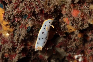 「ウミウシの仲間」のサムネイル画像