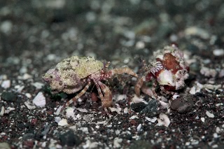 「ヤドカリ」のサムネイル画像