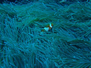 「カクレクマノミ(Western Clown Anemonefish)」のサムネイル画像