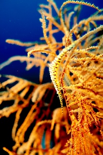 「ゴルゴニアンシュリンプ(Saw blade shrimp,gorgonian shrimp)」のサムネイル画像