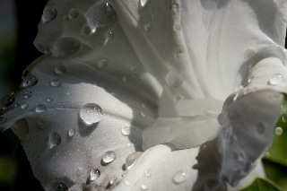 「桔梗咲き朝顔」のサムネイル画像