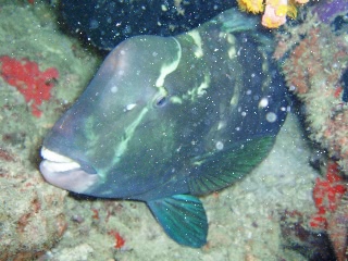 「イロブダイ(Buffalofish)」のサムネイル画像