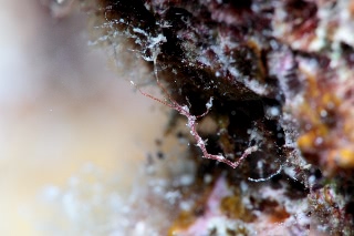 「ワレカラの仲間」のサムネイル画像