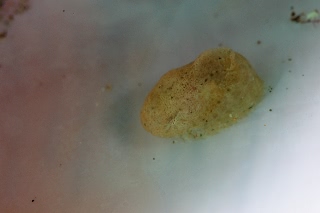 「エゾクサウオ」のサムネイル画像