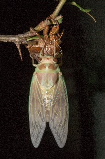 「アブラゼミ」のサムネイル画像