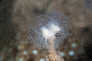 「ホヤの仲間」のサムネイル画像