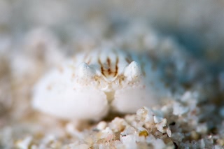 「カラッパの仲間」のサムネイル画像