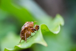 「アブラゼミ」のサムネイル画像