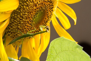 「カマキリ」のサムネイル画像