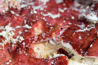 「ヘビギンポ」のサムネイル画像