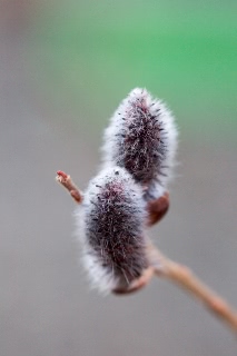 「ネコヤナギ」のサムネイル画像