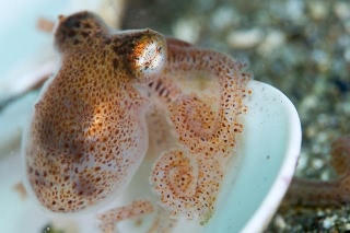 「ミズダコ」のサムネイル画像