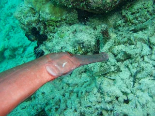 「ヤガラ」のサムネイル画像