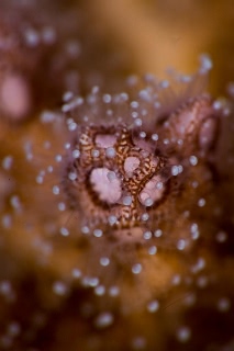 「サンゴの仲間」のサムネイル画像