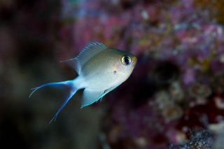 「マルスズメダイ」のサムネイル画像