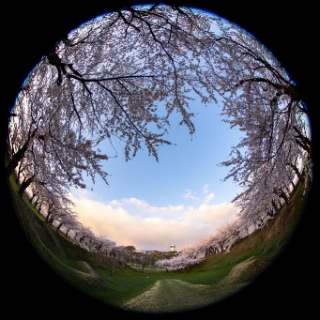 「ソメイヨシノ(染井吉野)」のサムネイル画像