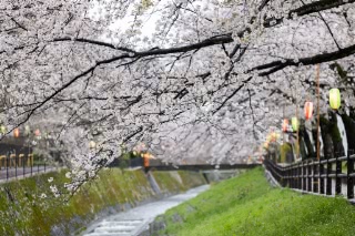 「ソメイヨシノ(染井吉野)」のサムネイル画像
