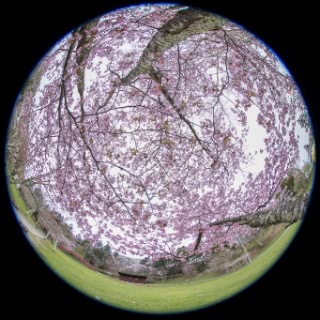 「オオヤマザクラ(エゾヤマザクラ,ベニヤマザクラ)」のサムネイル画像