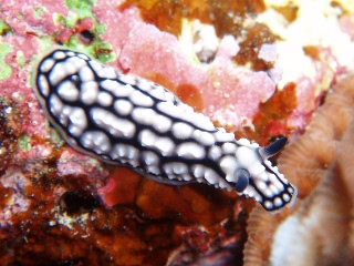 「コイボウミウシ」のサムネイル画像