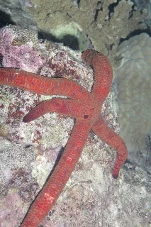 「アカヒトデ」のサムネイル画像