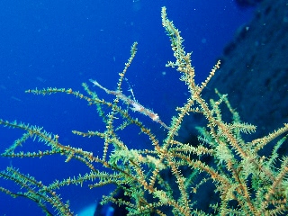 「ニシキフウライウオ(Ghost pipe fish)」のサムネイル画像