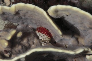 「ミノガイ？」のサムネイル画像