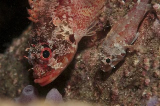 「イソカサゴ」のサムネイル画像