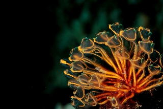 「Stalked ascidian」のサムネイル画像