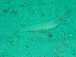 「オトメハゼ(Orange-spotted Sleepergoby)」のサムネイル画像