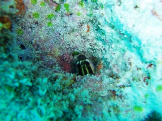 「フタスジギンポ」のサムネイル画像