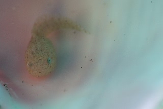 「エゾクサウオ」のサムネイル画像