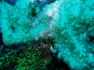 「オルトマンワラエビ(Ortmann's spider-crab)」のサムネイル画像