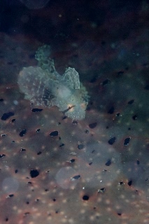 「オコゼカジカ」のサムネイル画像