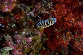 「ユキヤマウミウシ」のサムネイル画像