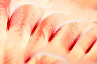 「ゴカイの仲間」のサムネイル画像