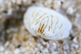 「カラッパの仲間」のサムネイル画像