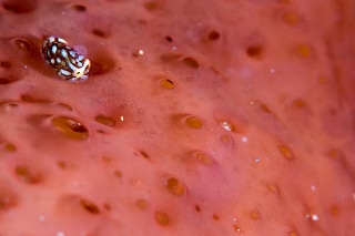 「ホテイウオ(ゴッコ)」のサムネイル画像