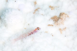 「無題」のサムネイル画像