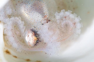 「ミズダコ」のサムネイル画像