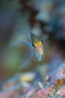 「マルスズメダイ」のサムネイル画像