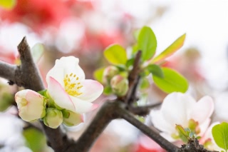 「ボケ」のサムネイル画像