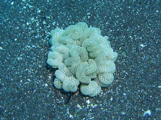 「スナギンチャク」のサムネイル画像