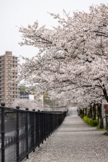 「ソメイヨシノ(染井吉野)」のサムネイル画像