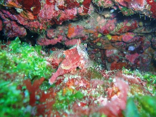 「イソカサゴ」のサムネイル画像