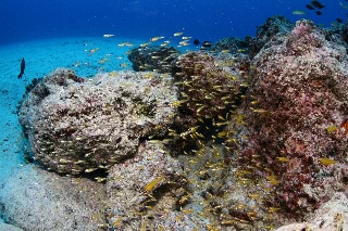 「無題」のサムネイル画像