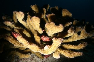 「イットウダイ」のサムネイル画像