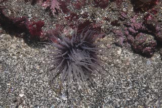 「ヒメハナギンチャク」のサムネイル画像