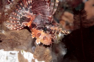 「キリンミノ」のサムネイル画像