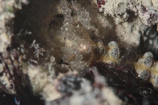 「オオイカリナマコ(Synaptid sea cucumbers)」のサムネイル画像